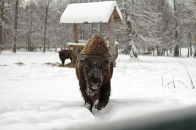 Bison on snow covered field