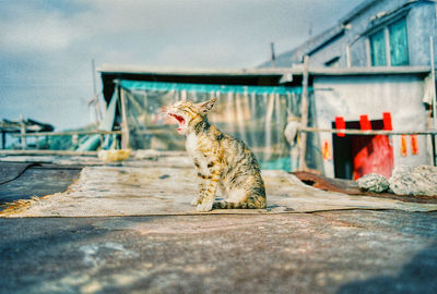 View of a cat sitting outdoors