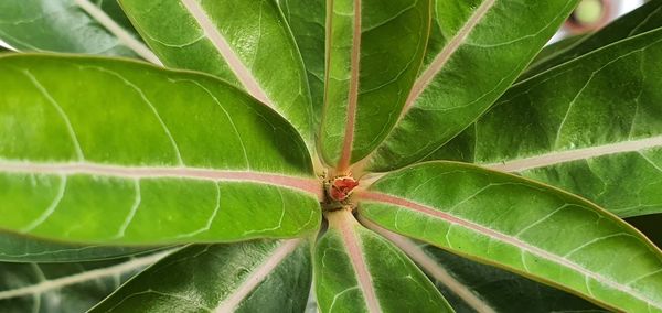 Close-up of insect on leaf