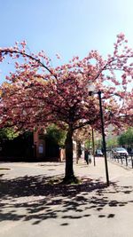 Flower tree in city against clear sky