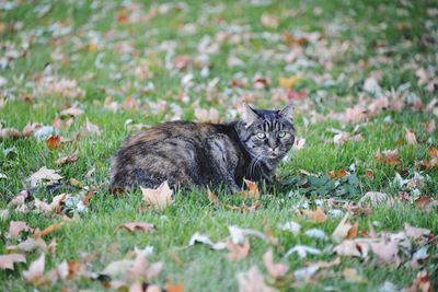 Cat relaxing on grass