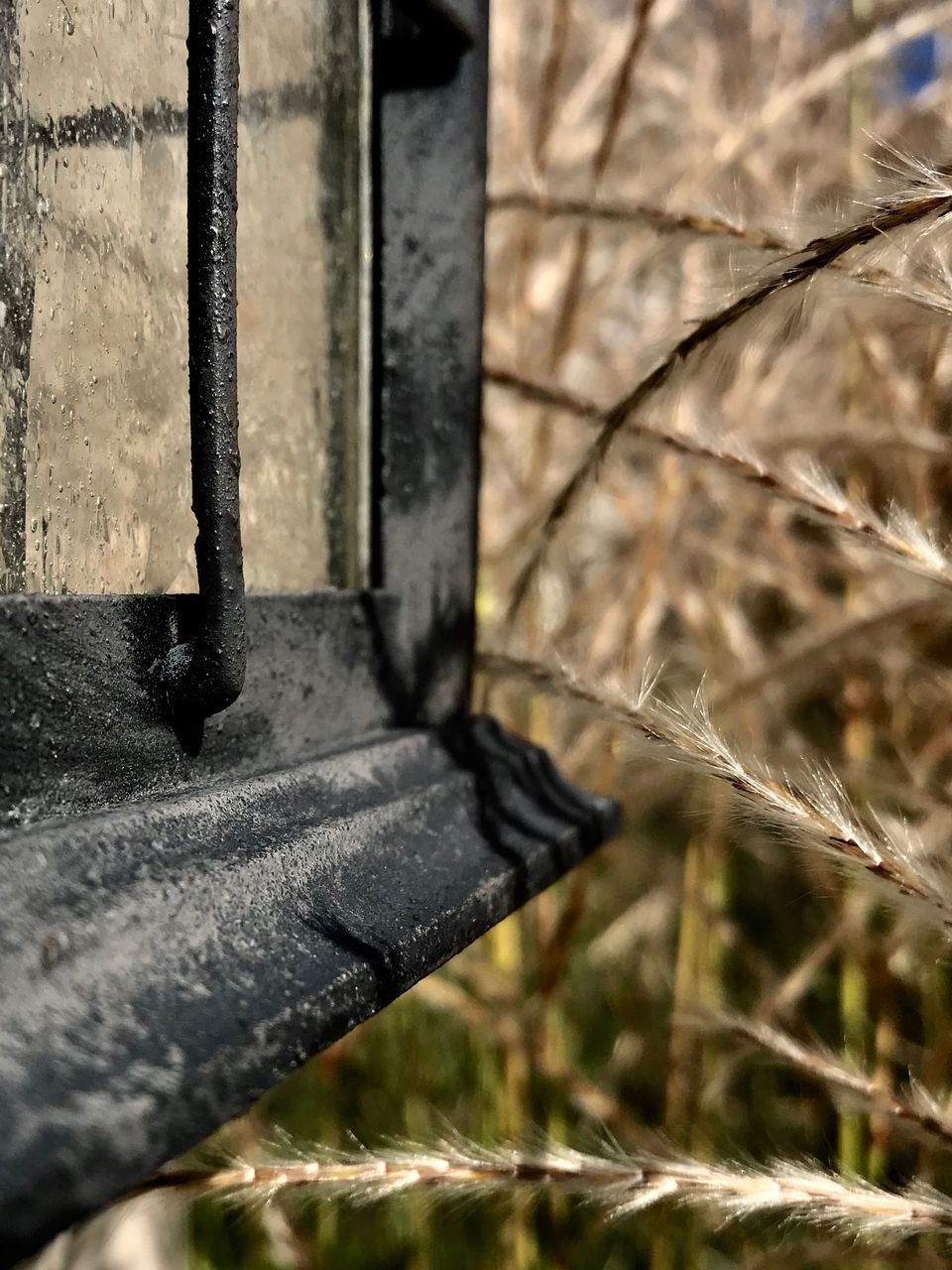 CLOSE-UP OF PLANT BY WINDOW ON TREE