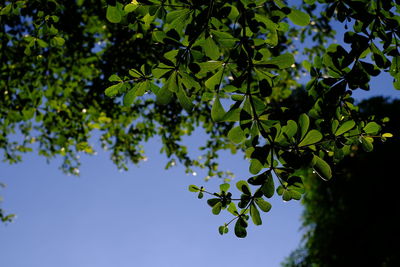 Low angle view of tree against sky