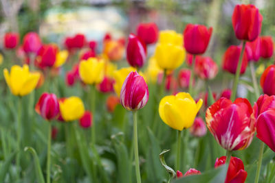 Close-up of red tulips in field