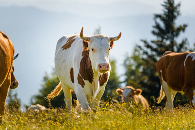 Cows in a field