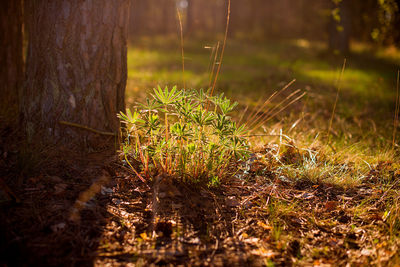 Close-up of grass against trees