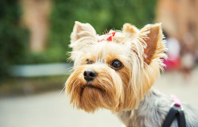Small cute yorkshire terrier.