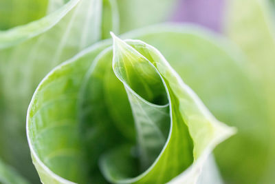 Close-up of plant