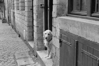 Dog on brick wall