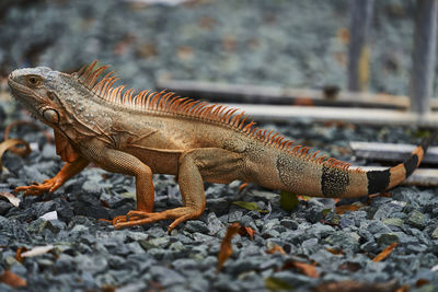 Close-up of lizard on rock