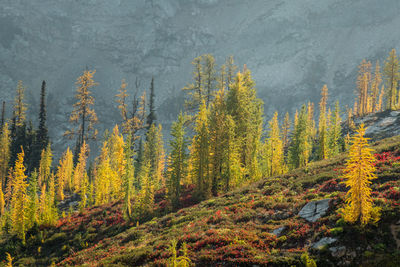 Scenic view of forest during autumn