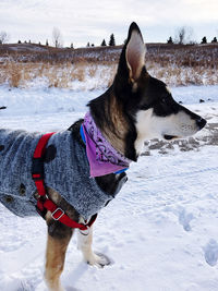 Dog lying on snow covered land