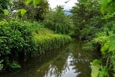 Scenic view of forest