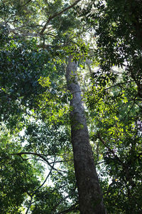 Low angle view of trees in the forest