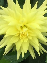 Close-up of yellow dahlia flower