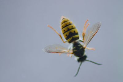 Close-up of insect against white background