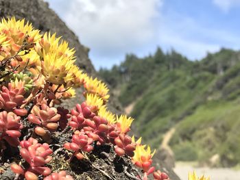 Close-up of flowering plant against cloudy sky