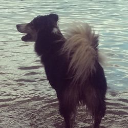 Dog looking at camera