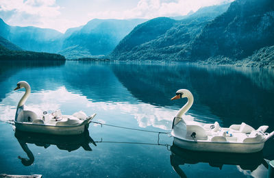 View of swan in lake