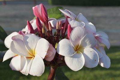 Close-up of white flowers