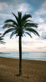 Palm tree by sea against sky