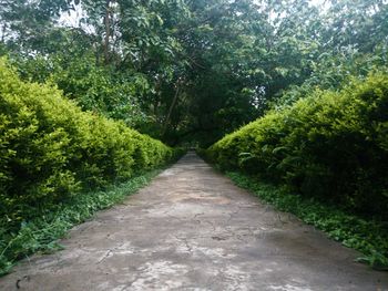 Footpath amidst trees in forest