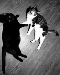 High angle view of cats on floor