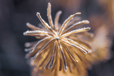branch