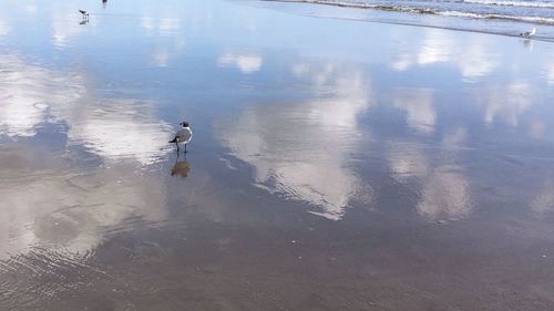 High angle view of ducks swimming on lake