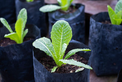 Close-up of potted plant