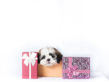 Close-up of puppy against white background