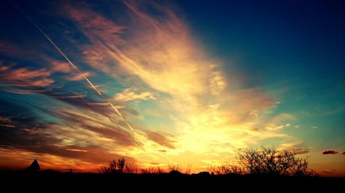 Silhouette of trees at sunset