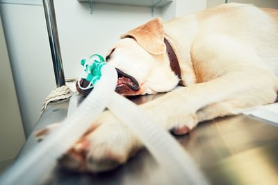 Close-up of dog on bed at hospital