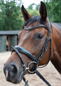 Portrait photograph of a horse while grazing in the pasture