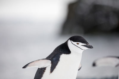 Close-up of penguin against sea during winter