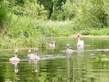 Swans swimming in lake