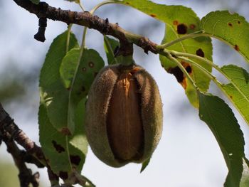 Low angle view of fruits hanging on tree against sky