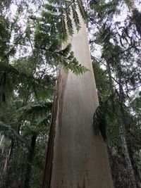 Low angle view of bamboo trees in forest