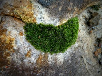 Moss growing on rock