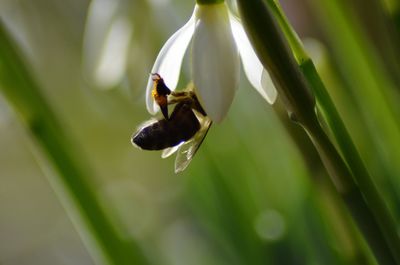 Close-up of insect on plant