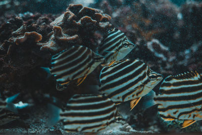 Close-up of coral in sea