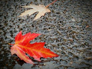 Close-up of maple leaves