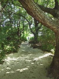 Scenic view of forest