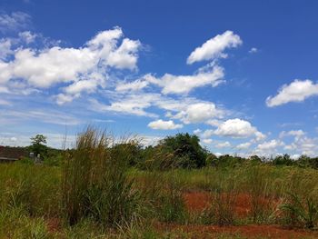 Trees on field against sky