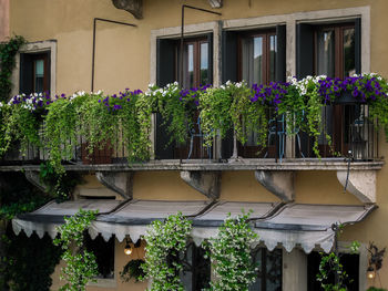 Plants growing outside house