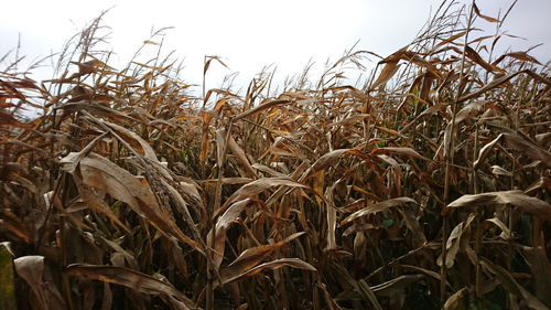 View of crop in field