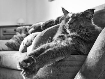 Close-up of cat resting