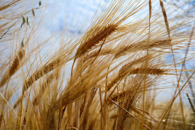 Close-up of wheat growing on field against sky