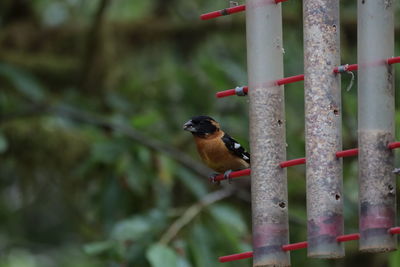 Close-up of bird perching on railing