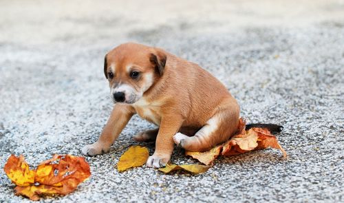 Dog looking away